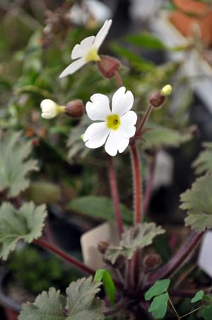 �������ѿ��� ȫ���� ���� ��������� ������ ���� �ǿ� �߻�ȭ��� �����ϴ�.