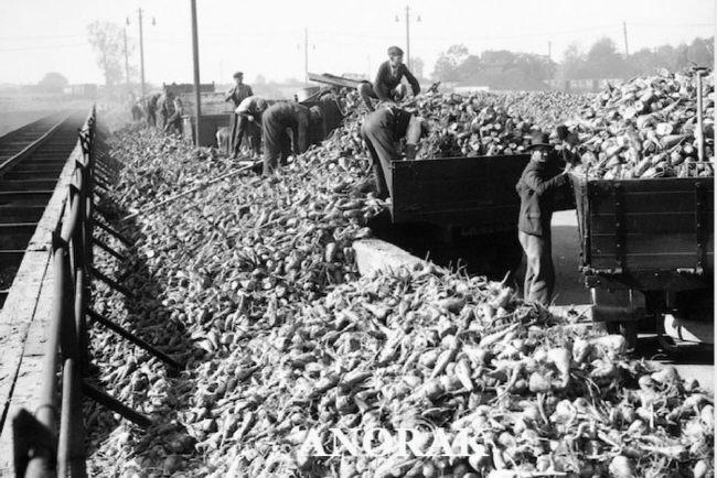 제2차 세계대전이 일어나면서 초콜릿 원료인 설탕은 미국에서 제일 먼저 배급품목으로지정됐다.사진은사탕수수를 대신한 영국의 사탕무 운송 장면.