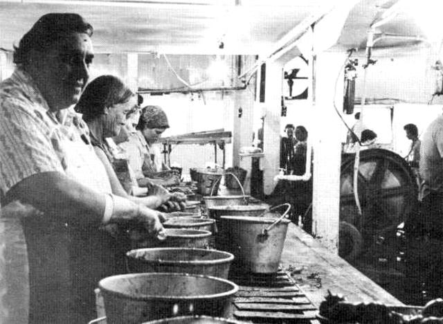 미국 남북전쟁을 계기로 토마토 케첩이 발달했다. 사진은 20세기 초 토마토 통조림 생산 과정.