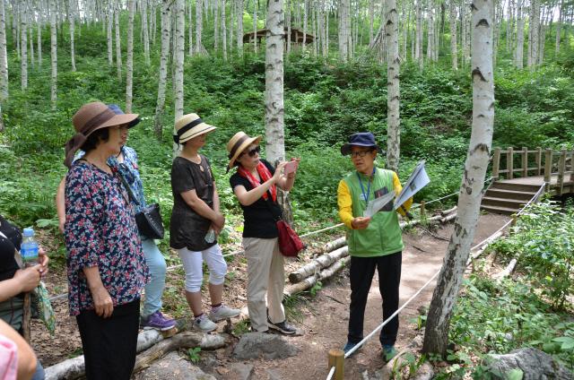 자작나무 숲 해설가 김진록 씨가 탐방객들을 대상으로 인제 자작나무 숲에 대한 설명을 하고 있다.