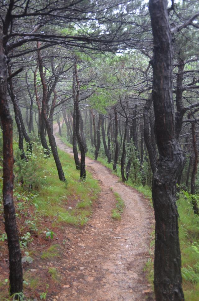   1코스 봉수대길의 광진산 소나무 숲길.