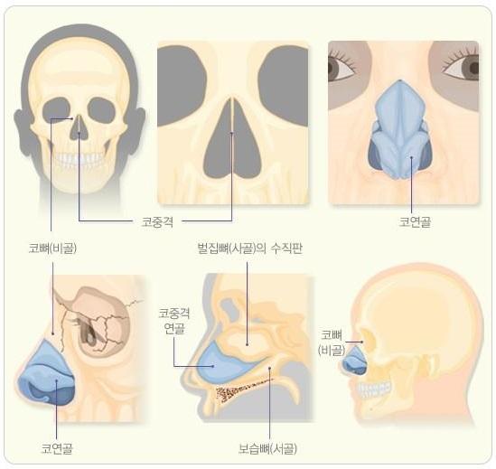 코뼈와 코연골의 해부학적 구조. 보건복지부·대한의학회 제공