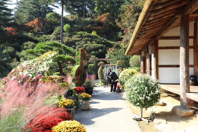 아침고요수목원이 19일부터 오는 11월 24일까지 개최하는 국화전시회 외부전시 전경. 왼쪽부터 피아노와 음표, 하프 등의 악기로 형상화된 국화 작품들이 전시돼 있다. 사진은 수목원을 방문한 관람객이 하프 작품 앞에서 기념사진을 찍고 있는 모습. 사진=아침고요수목원    