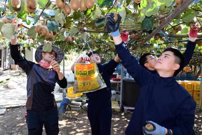 해군교육사령부 장병들이 지난 8일 경남 창원시 한 농가를 방문해 가을철 농촌 일손 돕기 활동을 펼치며 참다래를 수확하고 있다.  
 사진 제공=박미현 중사(진)