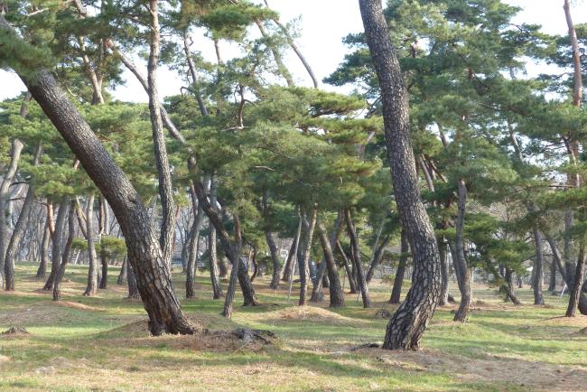 오릉을 둘러싸고 있는 아름드리 소나무. 사시사철 솔향기가 그윽하다.   필자 제공