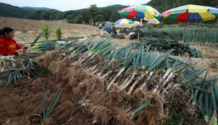 28일 강원도 평창군 진부면의 한 대파밭에서 농민들이 고랭지 대파를 수확하고 있다. 연합뉴스