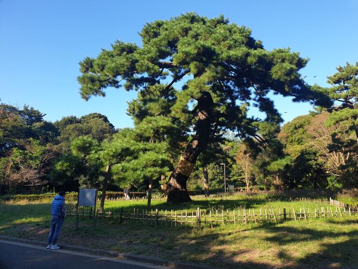 요요기 공원 안 일왕 군대사열대 위치의 기념소나무. 