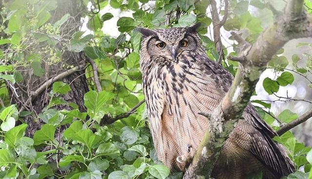 부엉이 중 가장 사나운 수리부엉이. 사진 = 서산태안환경운동연합=연합뉴스