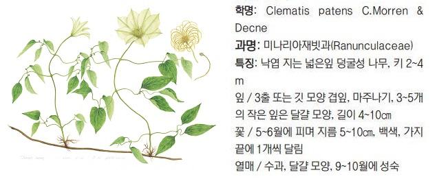 세밀화 = 이숭현 작가, 국립수목원 제공