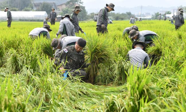 9일 육군수도기계화보병사단 공병대대 장병들이 제13호 태풍 ‘링링’으로 피해를 본 경기도 가평군 조종면 신하리의 농가를 찾아 쓰러진 벼를 세우고 있다. 육군은 이날 태풍 피해를 본 전국 각지에 2100여 명의 장병을 투입해 대대적인 피해 복구 대민지원 활동을 펼쳤다. 가평=조용학 기자