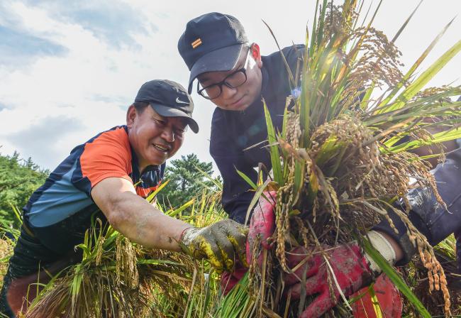해군3함대 장병들이 8일 전남 목포시 고하도 일대 논에서 쓰러진 벼를 세우며 태풍 피해 복구 대민지원을 하고 있다.  사진 제공=조승래 중사