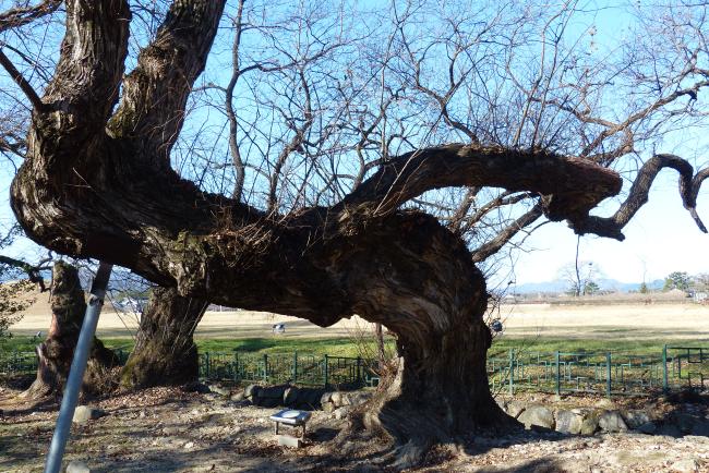 계림 안의 기이한 괴목. 필자 제공