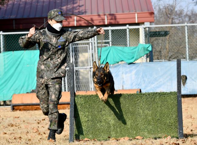 25일 공군19전투비행단이 진행한 ‘자체 군견 능력평가’에서 순찰견이 장애물훈련 평가를 받고 있다. 사진 제공=지준오 중사