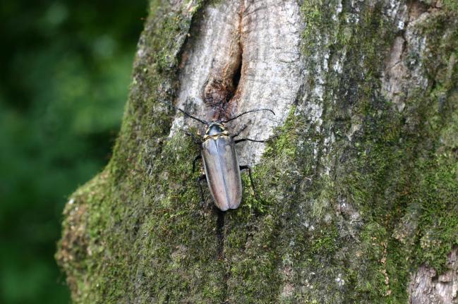 
국립수목원은 5일 어린이날을 시작으로 이달 한 달간 ‘광릉의 곤충 특별전’을 개최한다.이곳에는 식물 946종, 곤충 3932종, 버섯 694종 등 총 6251종이 서식하고 있어 우리나라에서도 생물 다양성이 높은 곳 중 하나다. 사진은 현재 국내에서 광릉숲에서만 유일하게 서식이 확인되는 천연기념물 장수하늘소.  국립수목원 제공