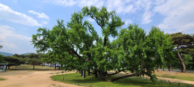 김굉필의 외증손자 한강 정구가 심은 은행나무. 수령이 400년이 넘은 것으로 둘레가 장정 6명이 감쌀 정도다.