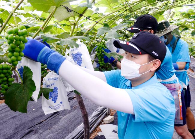 공군10전투비행단 장병들이 부대 인근 포도 농가에서 포도 봉지 씌우기 대민지원을 하고 있다.  사진 제공=이창근 하사