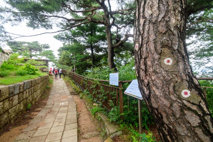 1·21사태 소나무. 아직도 총탄의 흔적이 선명하다. 