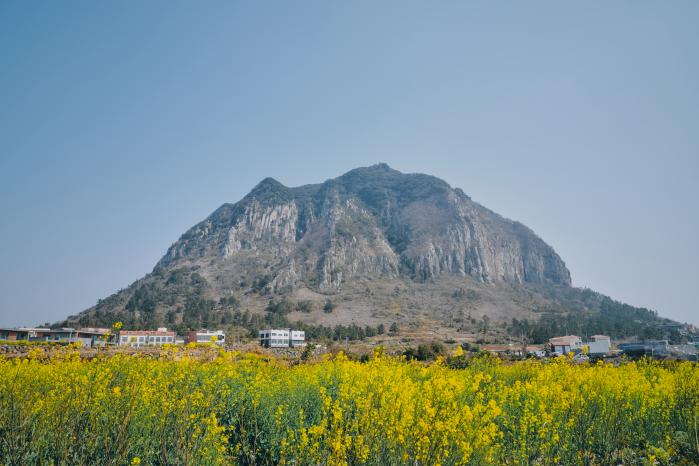 산방산과 유채꽃밭.