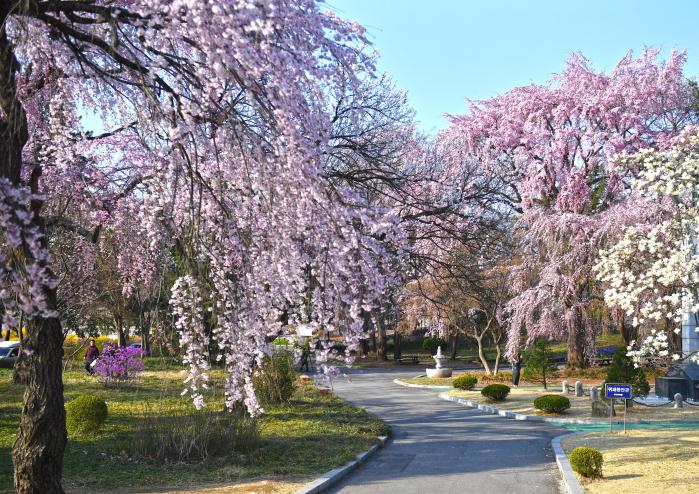 수양벚꽃이 만발한 국립서울현충원 모습.