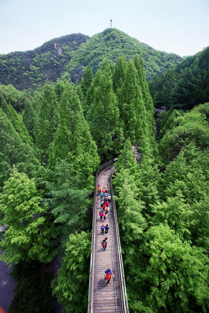 대전 장태산 자연휴양림. 필자 제공