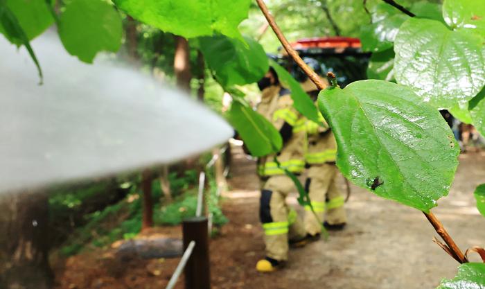 3일 서울 노원구 공릉동 삼육대학교에서 소방대원들이 물을 뿌리며 러브버그 방제활동을 하고 있다. 관계자는 러브버그 퇴치는 날개가 약한 개체의 특성상 나뭇잎 아래쪽에 살수하는 것으로 충분하다고 전했다. 연합뉴스