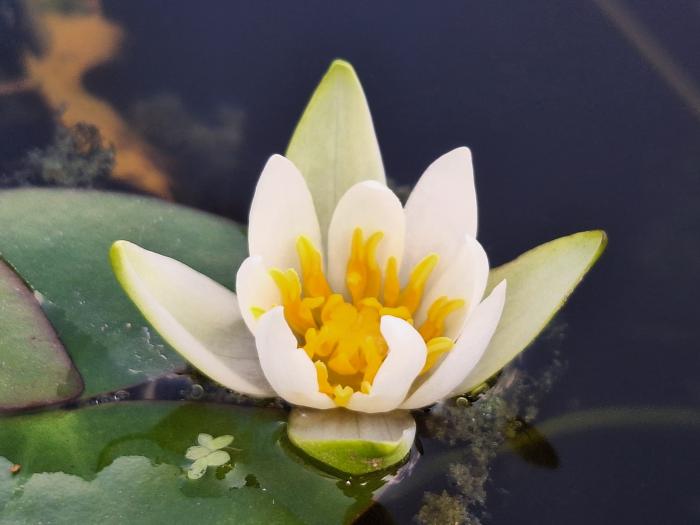 각시수련. 사진=국립수목원