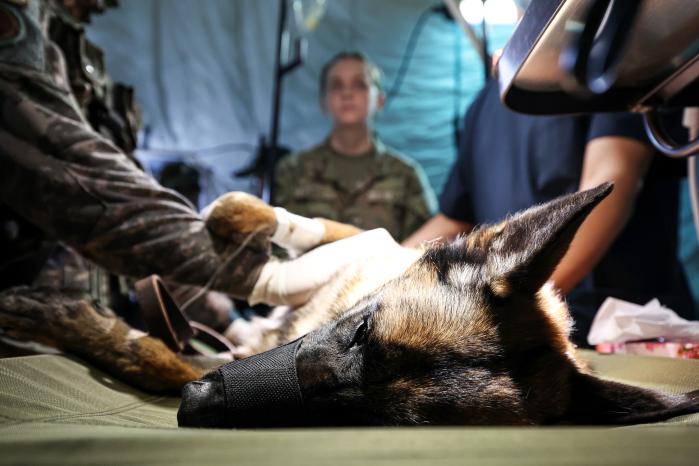 의료진이 다친 군견을 초음파로 진료하고 있다.