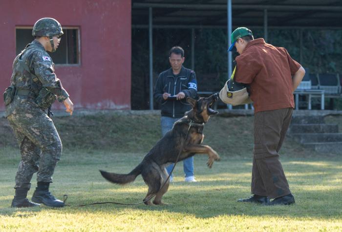 공군군사경찰단 주관으로 진행된 제19회 군견경연대회에서 수색·추적견 분야에 참가한 군견이 공격성 통제 종목을 평가받고 있다. 공군 제공