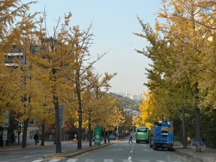 서울대 캠퍼스를 노랗게 물들인 은행나무. 필자 제공
