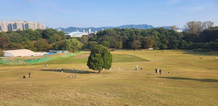 올림픽공원의 명물 ‘왕따나무’. 사진=필자 제공