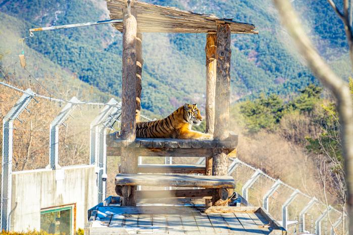 백두대간수목원에 살고 있는 호랑이. 