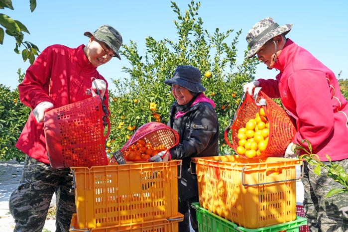 해병대9여단 장병들이 제주지역 농가에서 감귤 수확을 돕고 있다. 사진 제공=김가원 하사