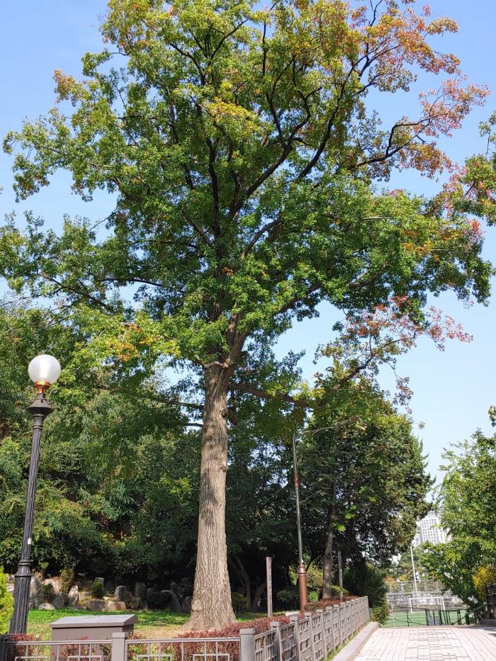 양정고 옛터에 자리 잡은 손기정 월계관 기념수.