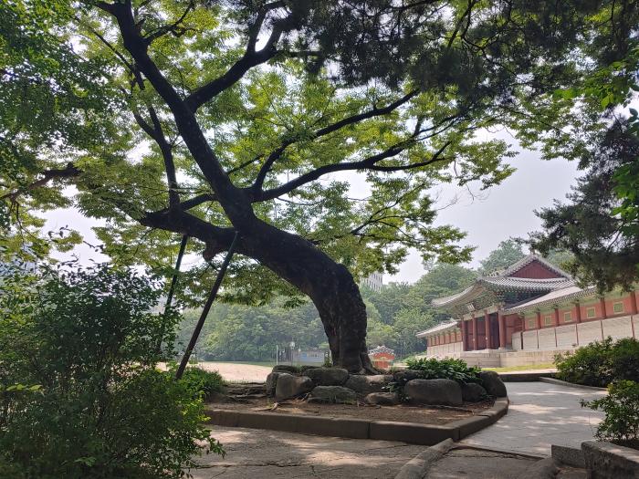 경희궁 내 느티나무.