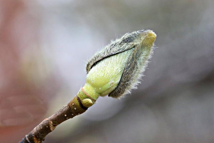 목련의 겨울눈. 사진=국립수목원