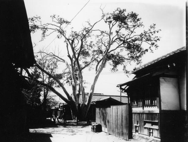 일제강점기 때의 통의동 백송(출처=종로구청)과 밑동만 남은 현재의 백송.