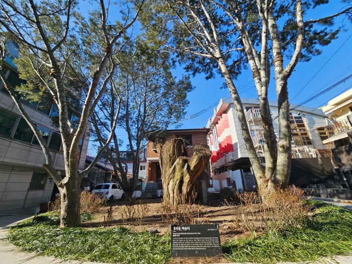 일제강점기 때의 통의동 백송(출처=종로구청)과 밑동만 남은 현재의 백송.