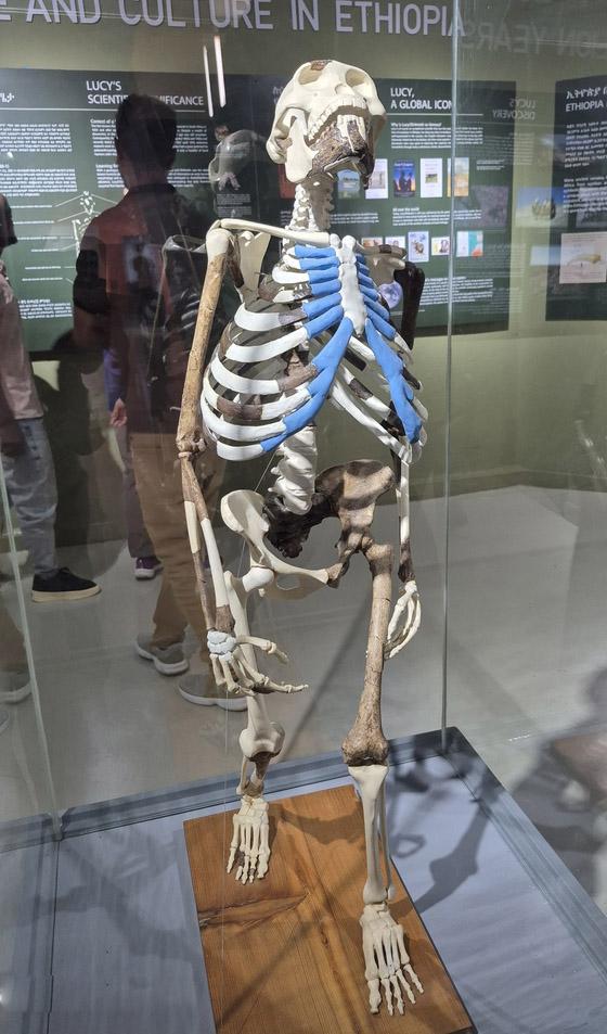 아디스아바바 국립박물관에 전시된 최초의 인류 ‘루시’의 복제 모형물.