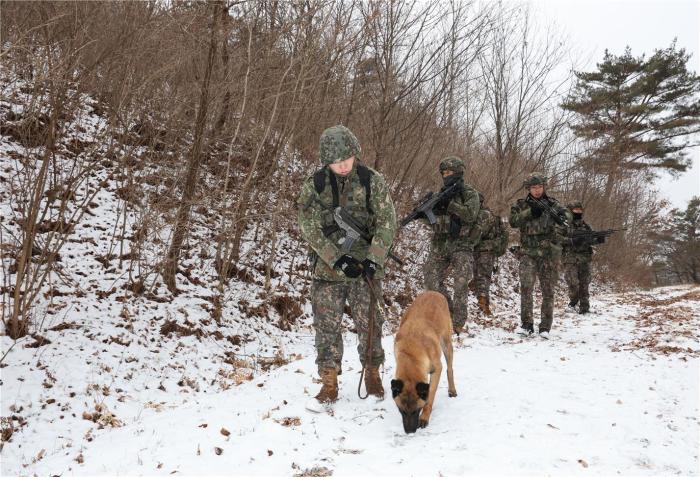육군37보병사단 장병들이 국지도발훈련 중 군견을 앞세워 야산에 숨어 있는 적을 찾고 있다. 부대 제공