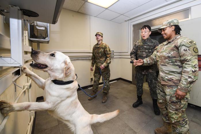 4일 공군11전투비행단 군사경찰대대 장병들이 주한미8군사령부, 대구경찰특공대와 함께 군견 훈련을 하고 있다. 사진 제공=정수진 하사