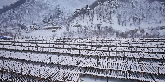 강원 인제군 용대리의 황태 덕장.