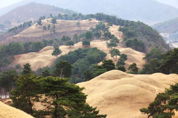 경북 고령에 있는 ‘유네스코 세계유산’ 지산동 고분군 전경. 가야 고분군 중 가장 큰 규모인 이곳은 대가야읍을 병풍처럼 감싸고 있는 주산의 남쪽 능선 위에 대가야 왕과 귀족들의 무덤 700여 기가 줄지어 있다. 특히 지산동 73호분은 지산동 고분군에서 가장 먼저 만들어진 왕릉으로 무덤에선 장신구, 무기, 말갖춤, 토기, 축소모형철기 등이 출토됐다.