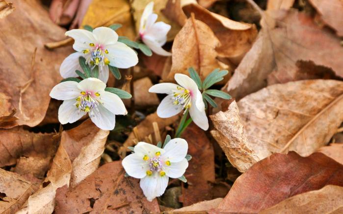 변산바람꽃. 사진=국립수목원