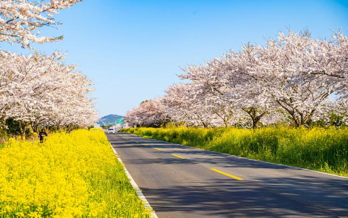 녹산로의 벚꽃과 유채꽃.