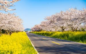 녹산로의 벚꽃과 유채꽃.