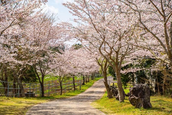 이승악에 조성된 벚꽃길.