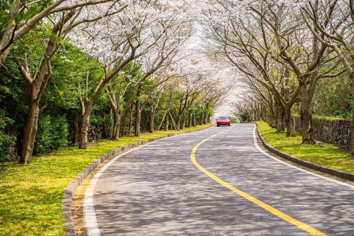 해비치CC 입구에 펼쳐진 벚꽃길.