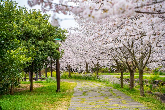 예래생태공원에 만개한 벚꽃.