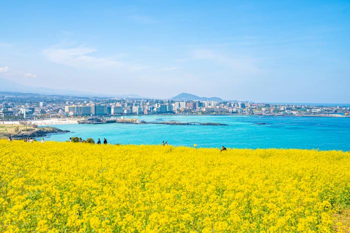 함덕 서우봉에 만개한 유채꽃.