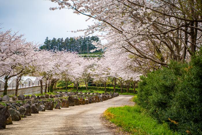 웃물교 길 양옆으로 피어오른 벚꽃.